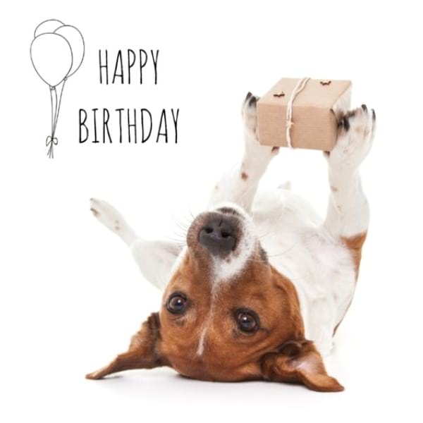 Kunterbunte Geburtstagswünsche mit Hund Bilder