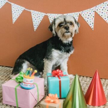 Tolle Geburtstagssprüche für Hundefreunde & Hundebesitzer