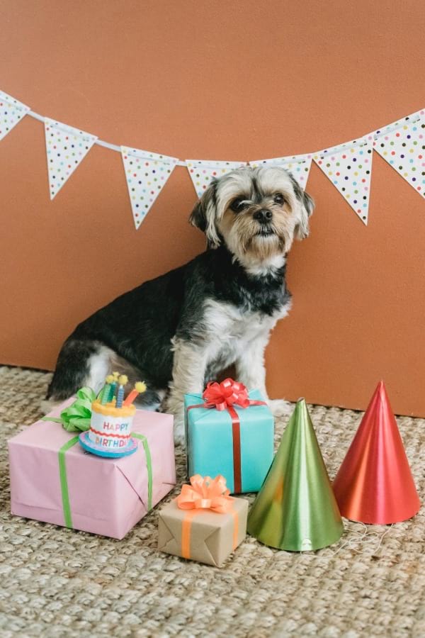 Tolle Geburtstagssprüche für Hundefreunde & Hundebesitzer